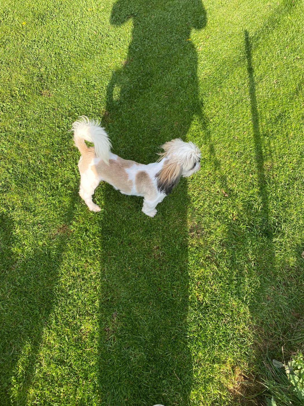 Arès Du Domaine De Mafleurio