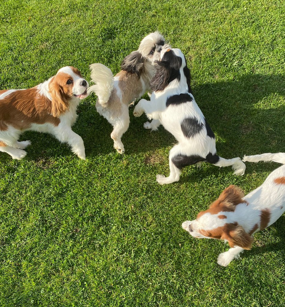 Arès Du Domaine De Mafleurio