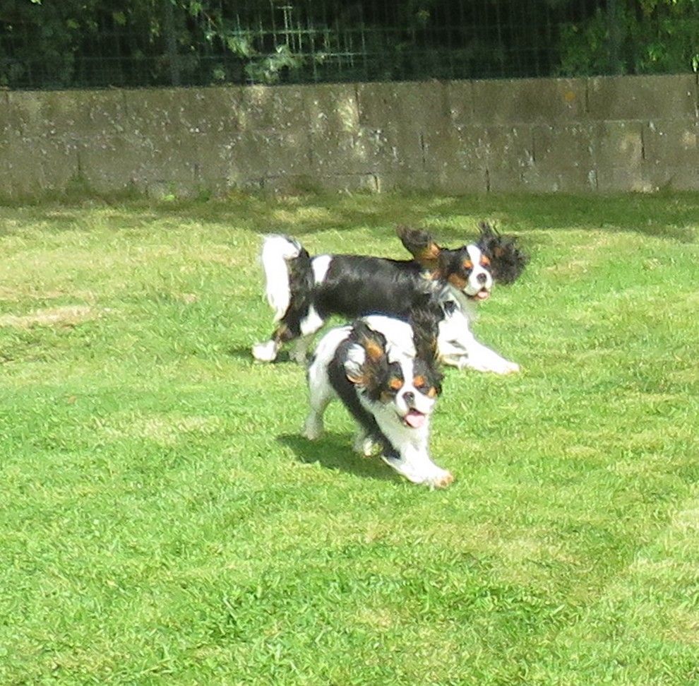 Tulipe de la maison du ryez