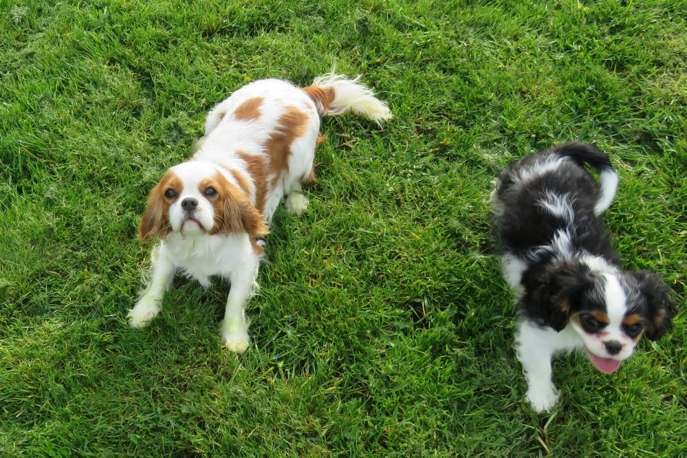 Publication : de la maison du ryez