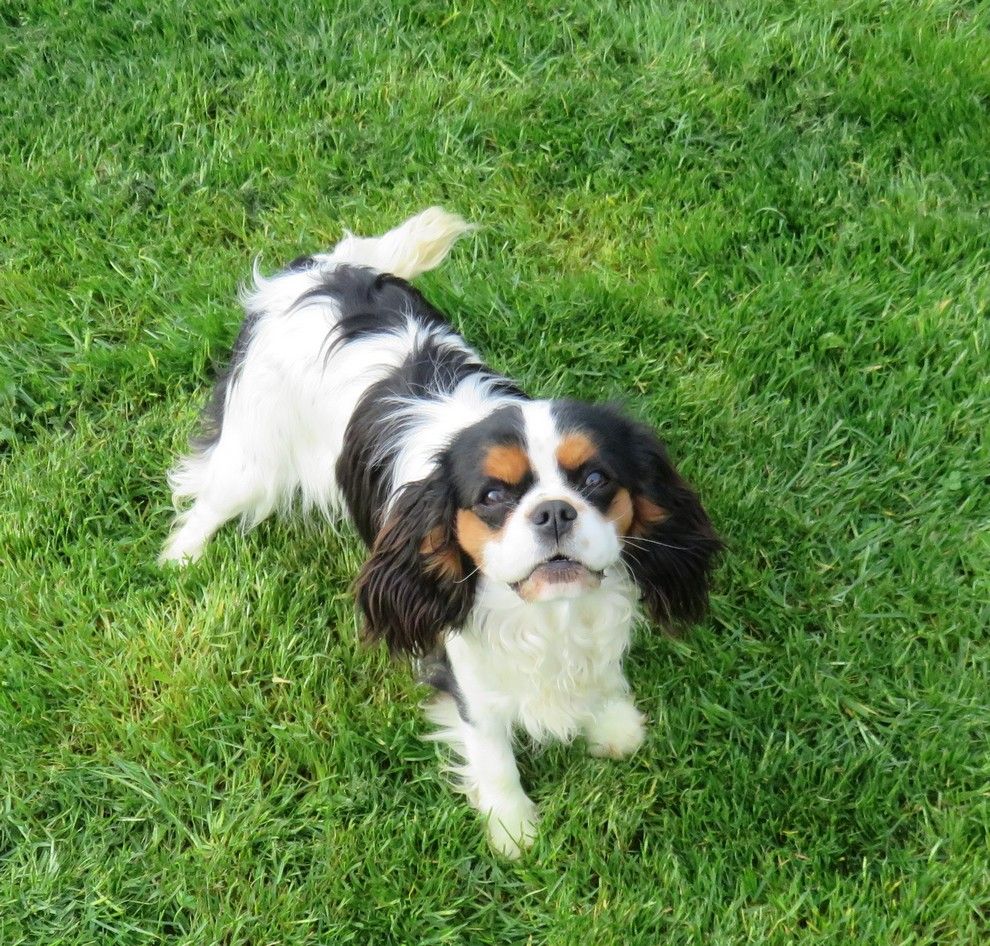 Tulipe de la maison du ryez