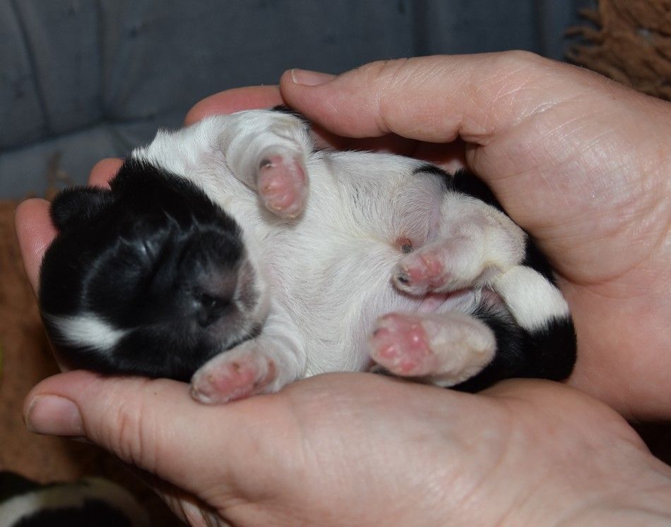 Valkyrie de la maison du ryez