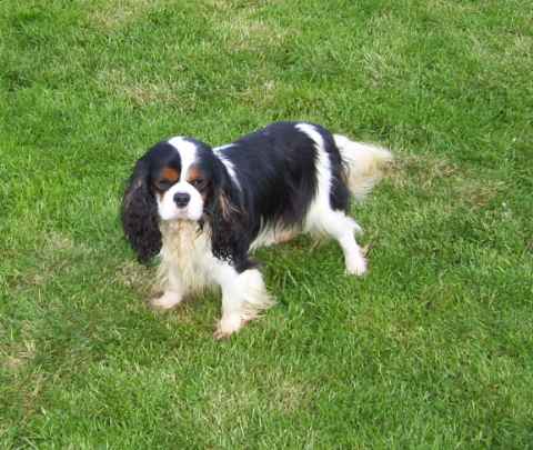 Publication : Du clos de la gardiere Auteur : natiez