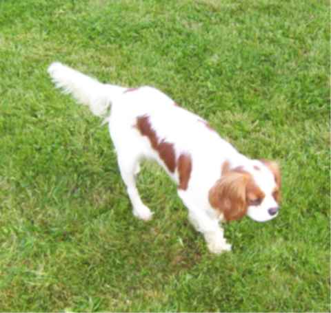 Diam's de la maison du ryez