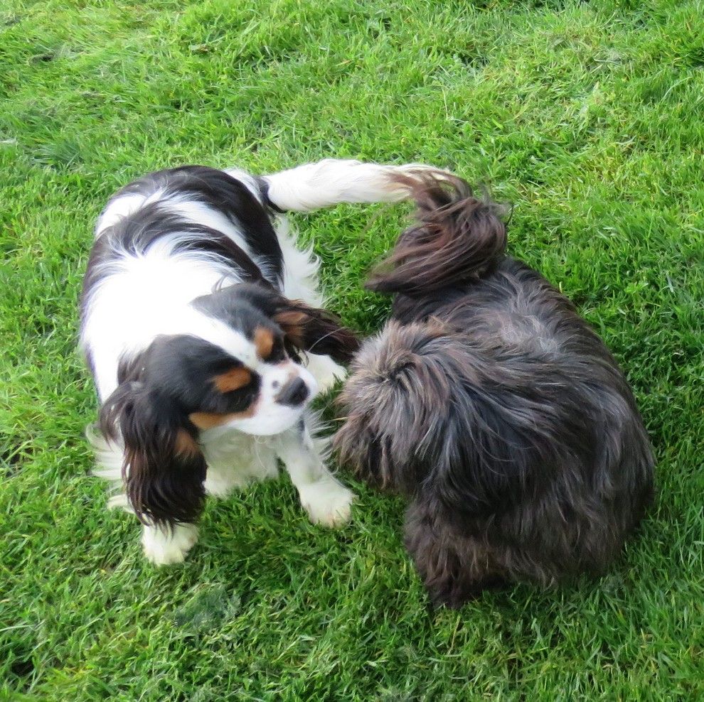 Tulipe de la maison du ryez