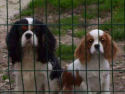 Publication : Du clos de la gardiere Auteur : natiez