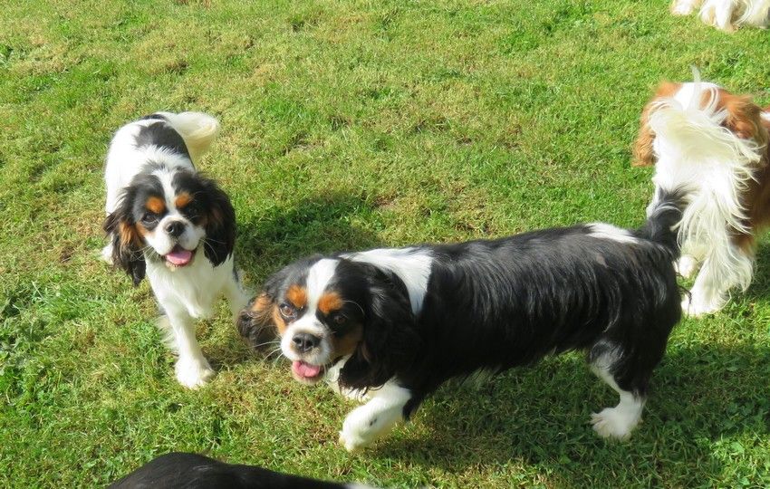 Tulipe de la maison du ryez