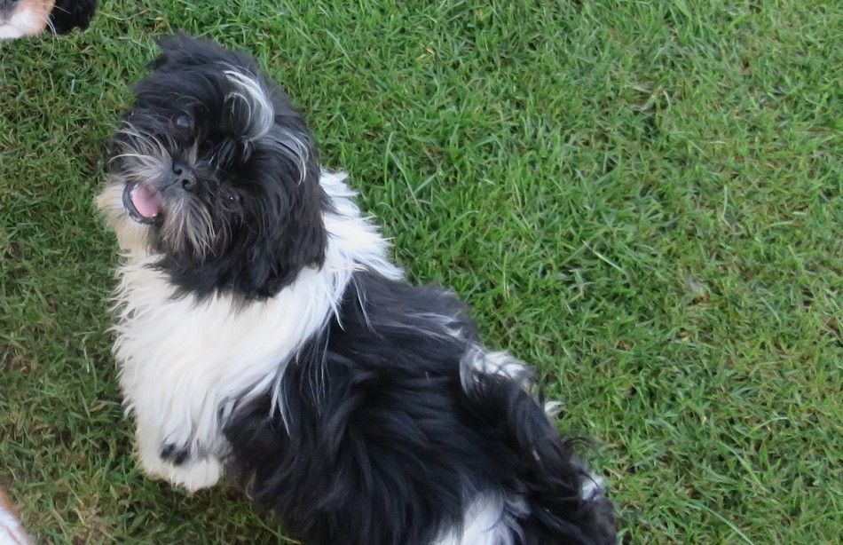 Valkyrie de la maison du ryez