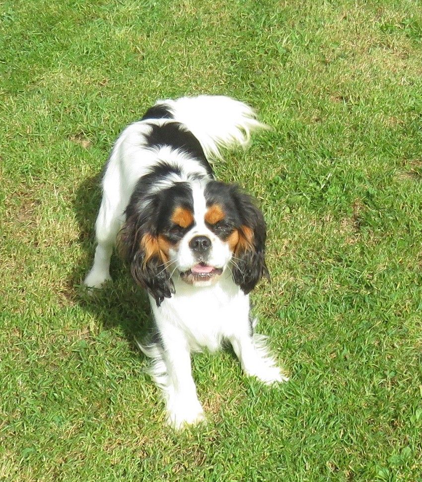 Tulipe de la maison du ryez