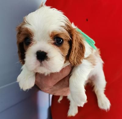 Publication : de la maison du ryez