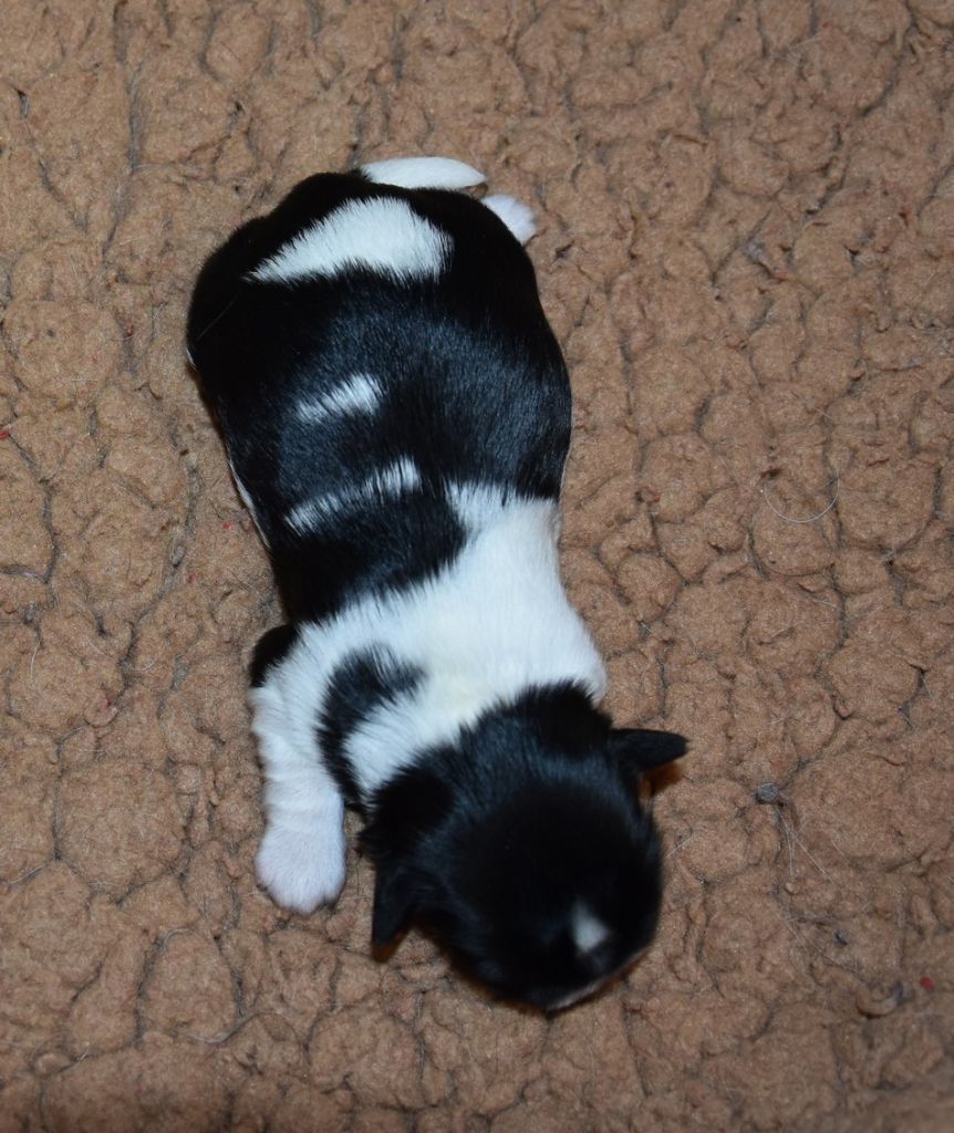 Valkyrie de la maison du ryez