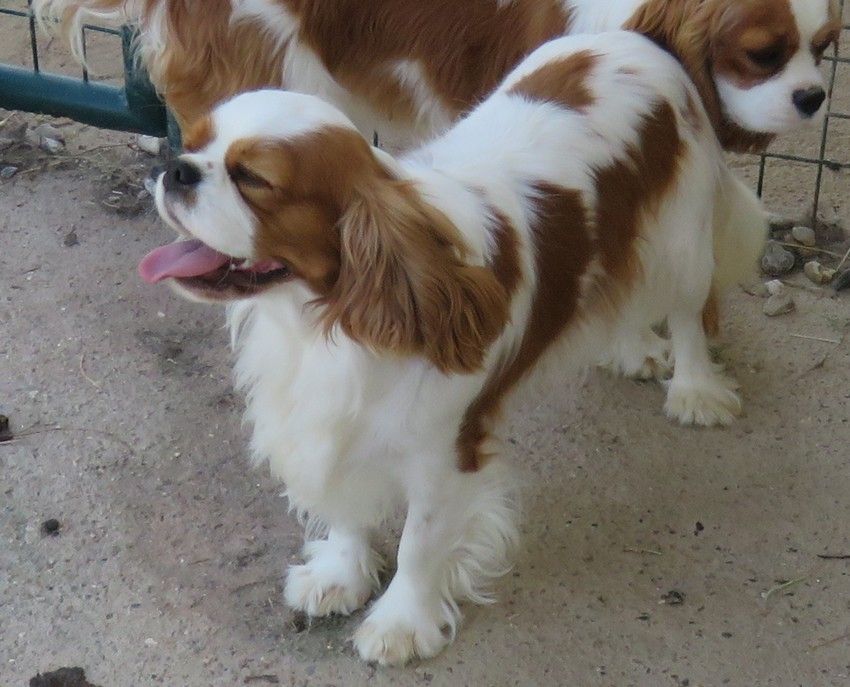 Publication : de la maison du ryez