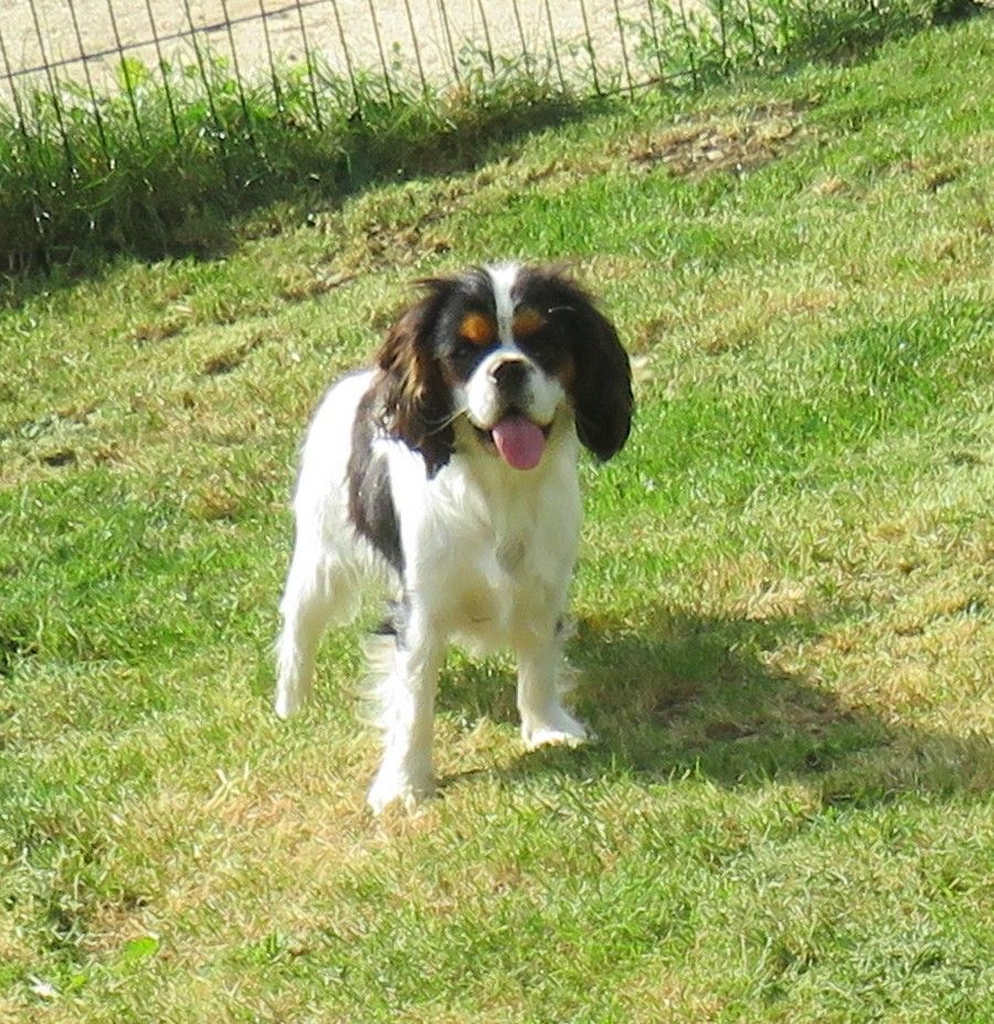 Tulipe de la maison du ryez