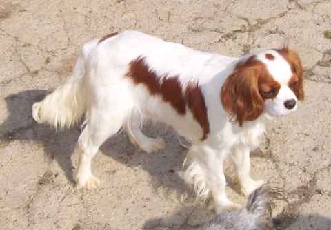 Diam's de la maison du ryez