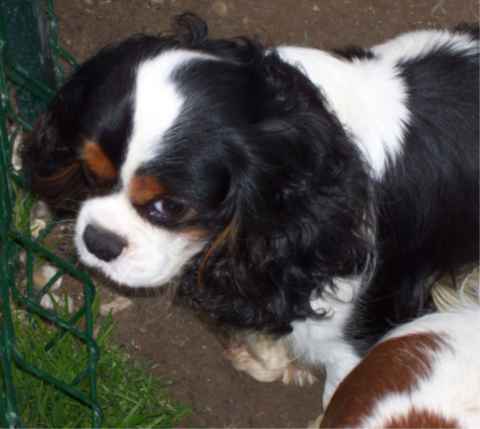 Publication : Du clos de la gardiere Auteur : natiez