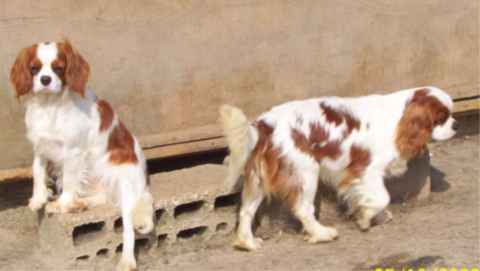 Diam's de la maison du ryez