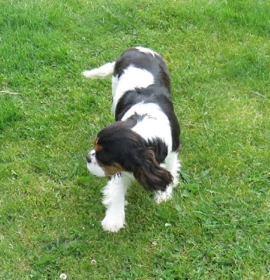 Étalon Cavalier King Charles Spaniel - Velvet de la maison du ryez