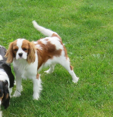 Étalon Cavalier King Charles Spaniel - Venise de la maison du ryez