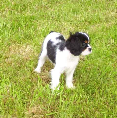 EIRELLE de la maison du ryez