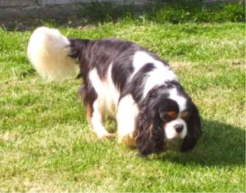 Publication : Du clos de la gardiere Auteur : natiez