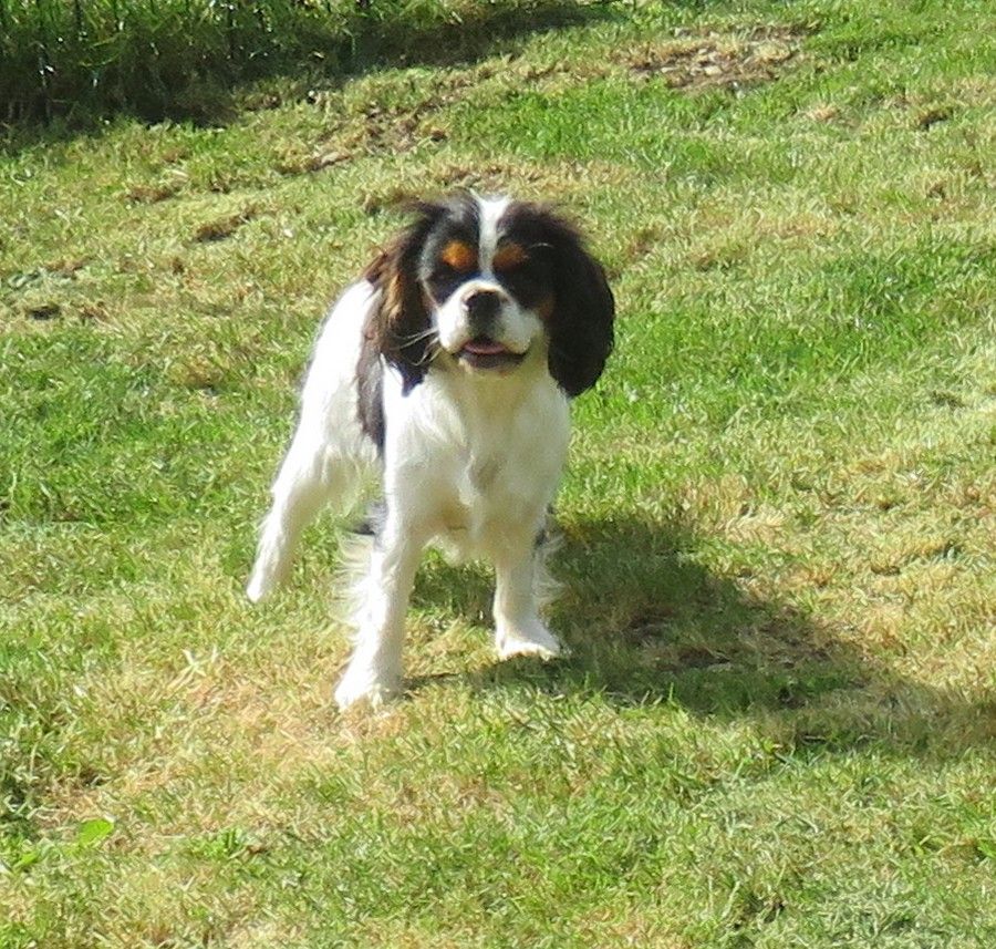 Tulipe de la maison du ryez