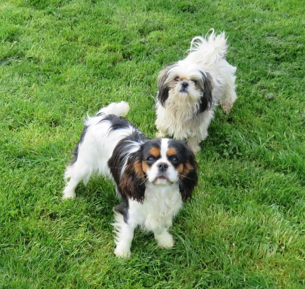 Tulipe de la maison du ryez