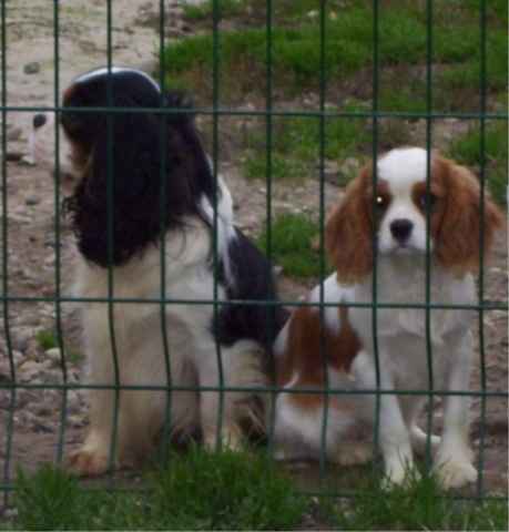 Publication : Du clos de la gardiere Auteur : natiez