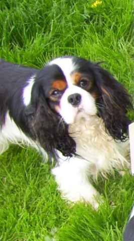 Publication : Du clos de la gardiere Auteur : natiez