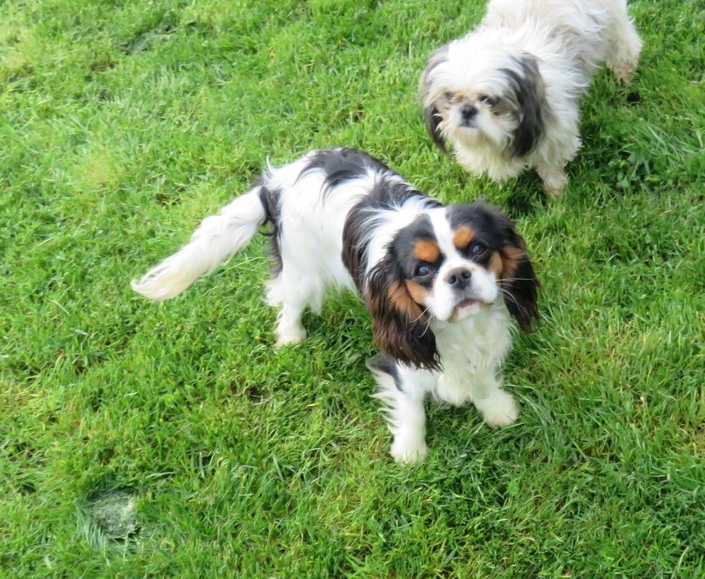 Tulipe de la maison du ryez