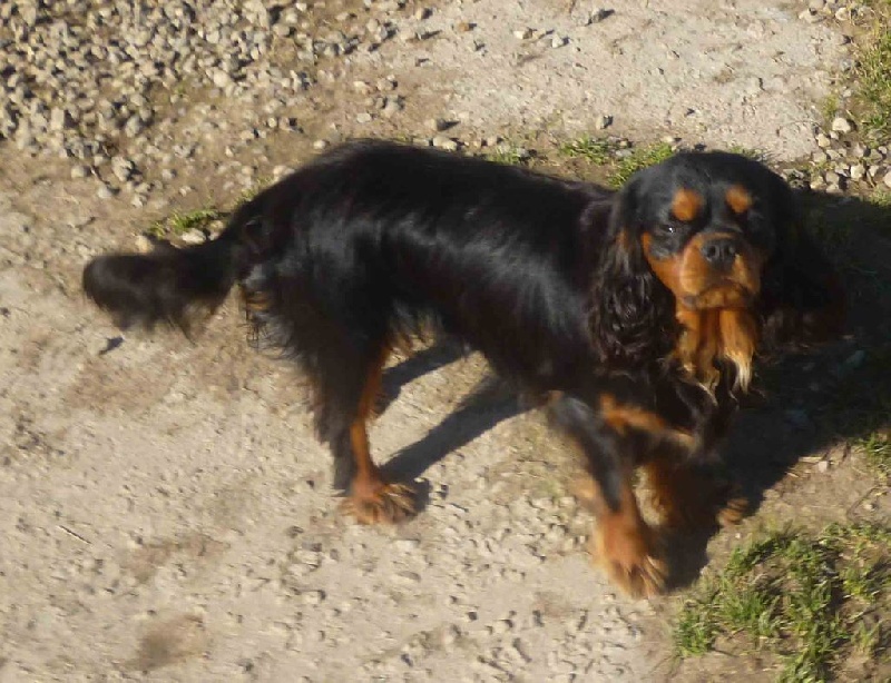 Publication : de la maison du ryez Auteur : Mme Natiez sabine