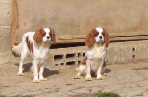 Diam's de la maison du ryez