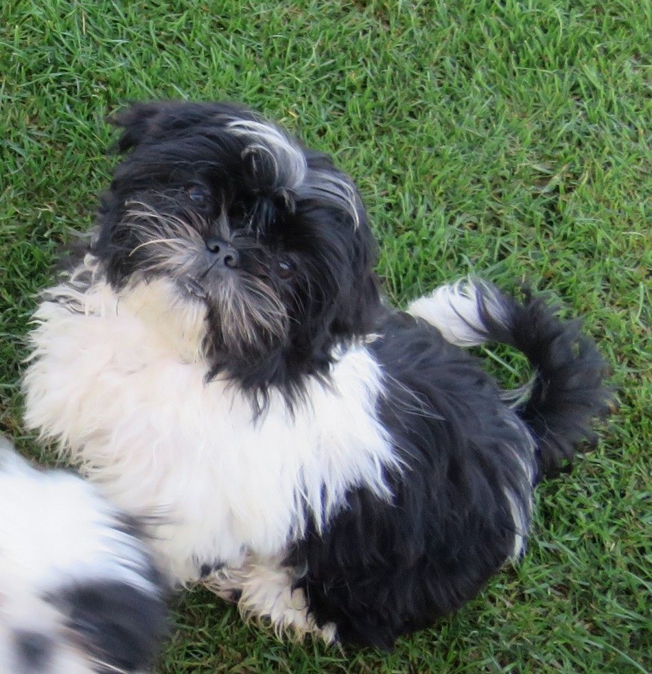 Valkyrie de la maison du ryez