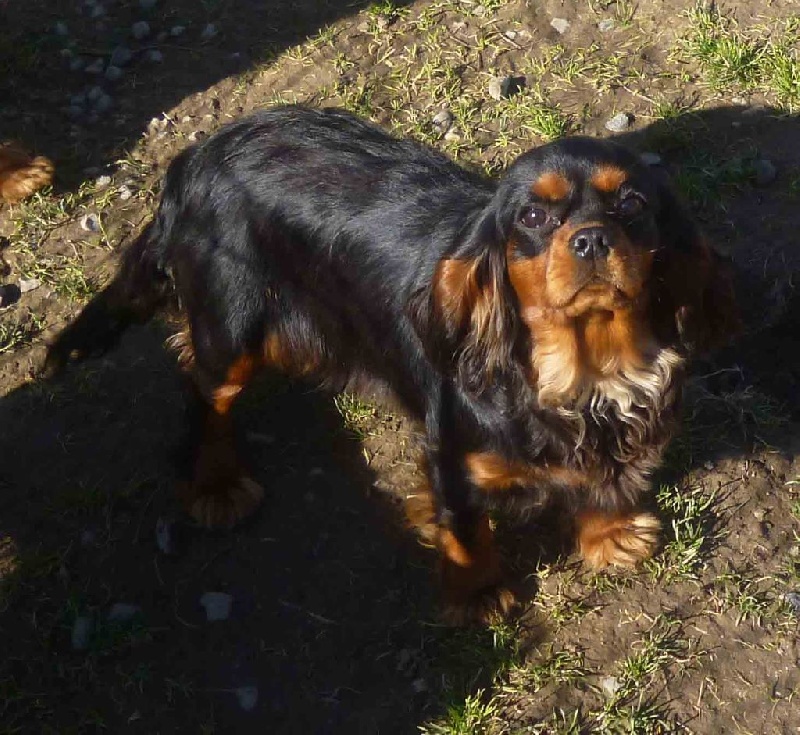 Publication : de la maison du ryez Auteur : Mme Natiez sabine