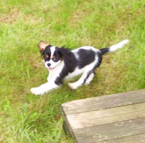 EIRELLE de la maison du ryez