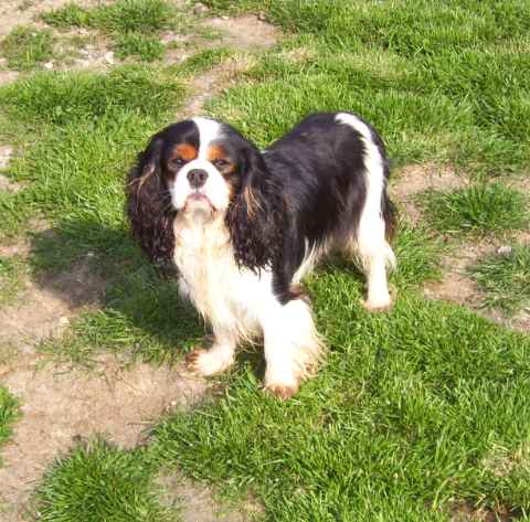 Publication : Du clos de la gardiere Auteur : natiez