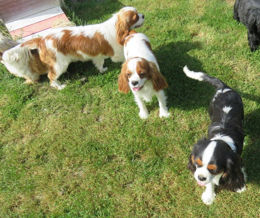 Publication : de la maison du ryez