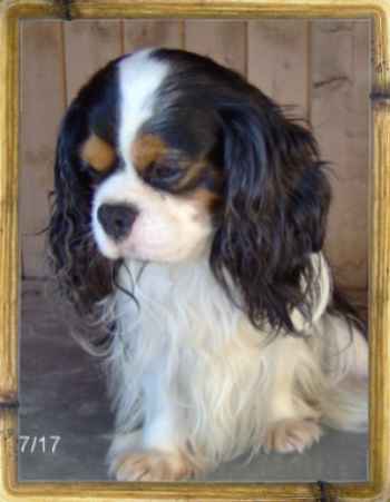 Publication : Du clos de la gardiere Auteur : natiez