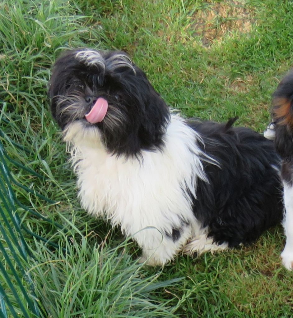 Valkyrie de la maison du ryez