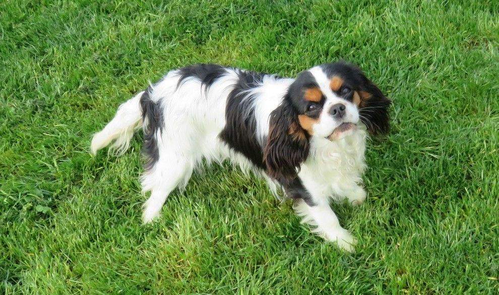 Tulipe de la maison du ryez