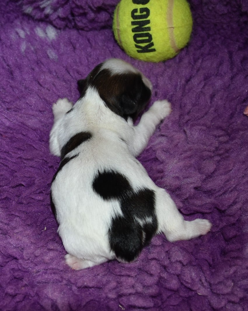 CHIOT 2 A.............. de la maison du ryez