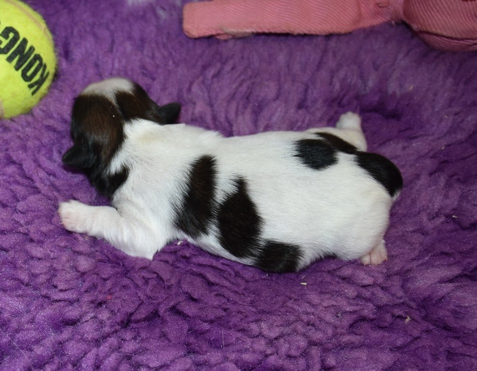 CHIOT 2 A.............. de la maison du ryez