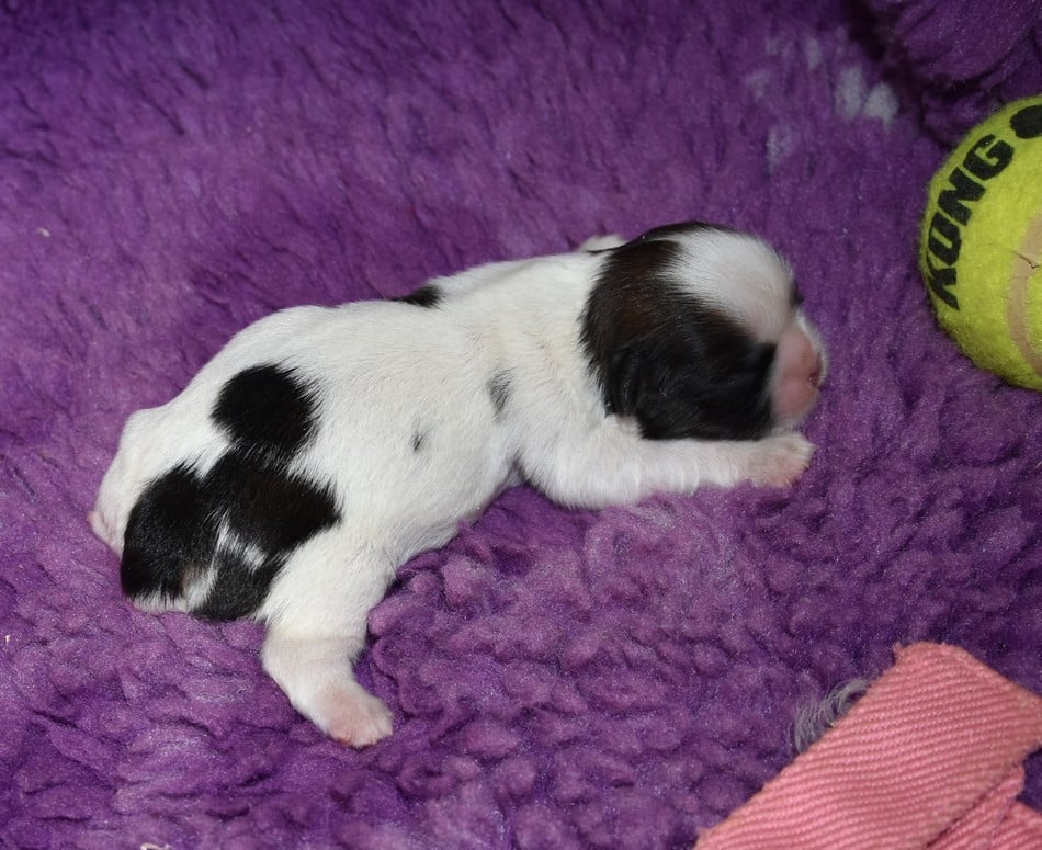 CHIOT 2 A.............. de la maison du ryez