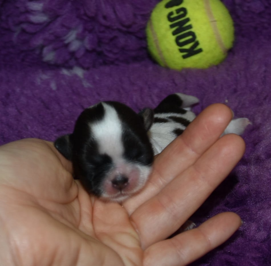 CHIOT 3 A................ de la maison du ryez