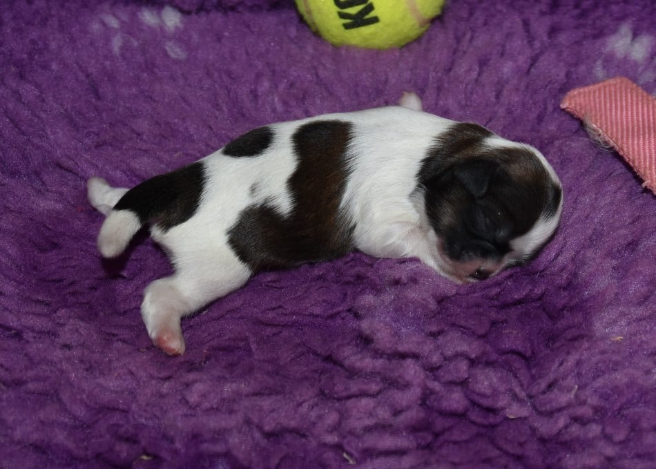 CHIOT 3 A................ de la maison du ryez