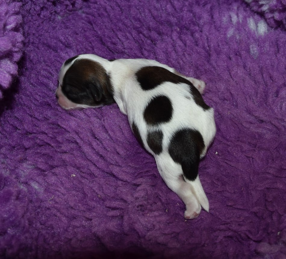 CHIOT 3 A................ de la maison du ryez