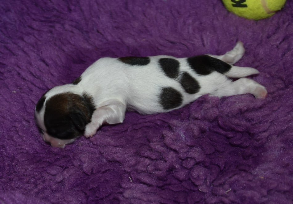 CHIOT 3 A................ de la maison du ryez