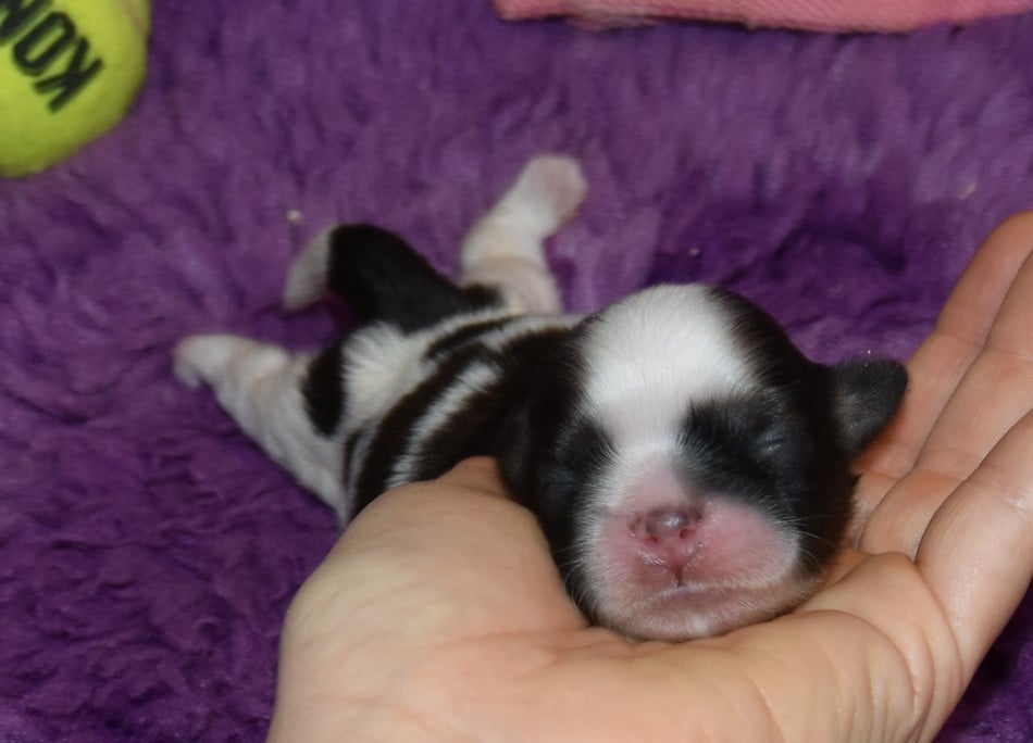 CHIOT 4 A................ de la maison du ryez