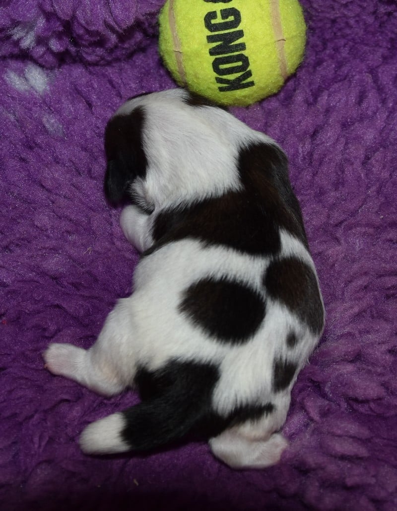 CHIOT 4 A................ de la maison du ryez