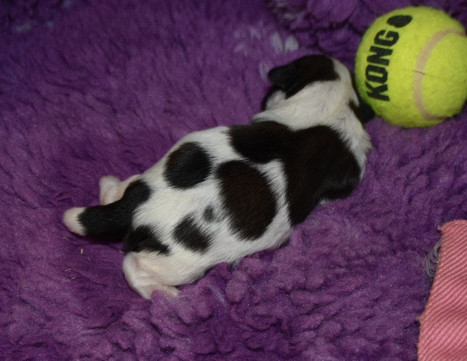 CHIOT 4 A................ de la maison du ryez