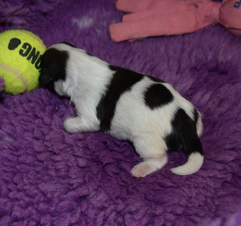 CHIOT 4 A................ de la maison du ryez